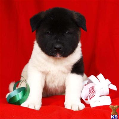 Akita Puppies for Sale