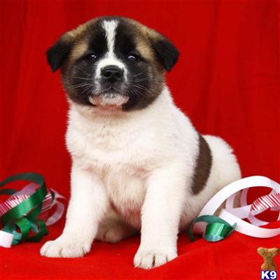 Akita Puppies for Sale