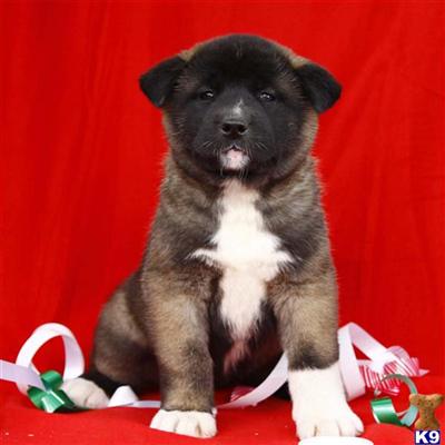 Akita Puppies for Sale