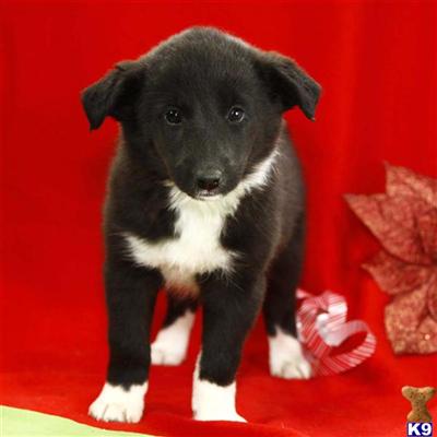 Border Collie Puppies for Sale