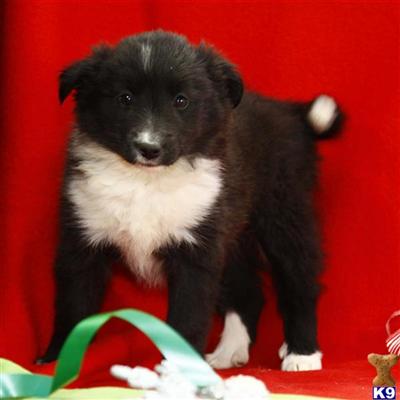 Border Collie Puppies for Sale