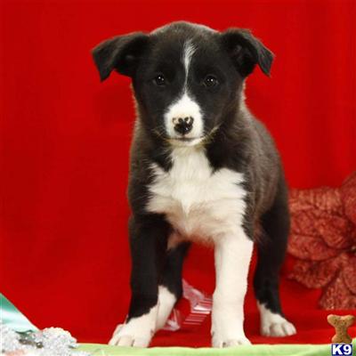 Border Collie Puppies for Sale