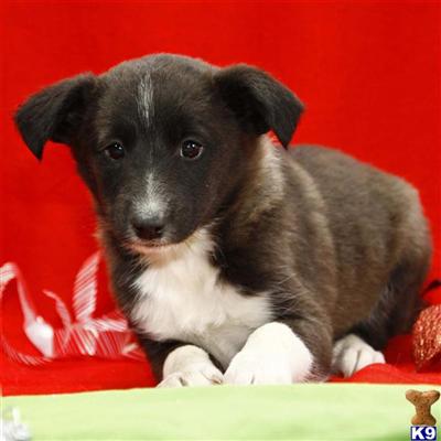 Border Collie Puppies for Sale