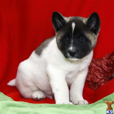 Akita Puppies for Sale