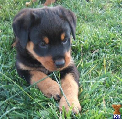 Rottweiler Puppies for Sale