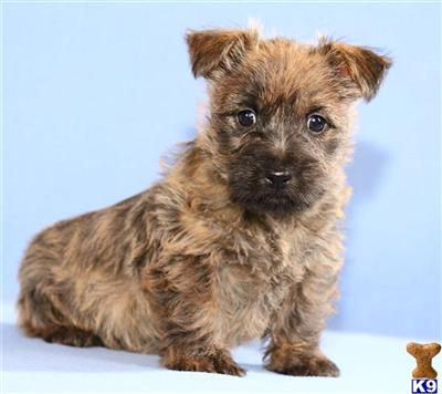 Cairn Terrier Puppies for Sale