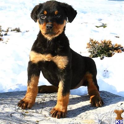 Rottweiler Puppies for Sale