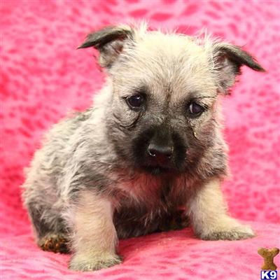Cairn Terrier Puppies for Sale