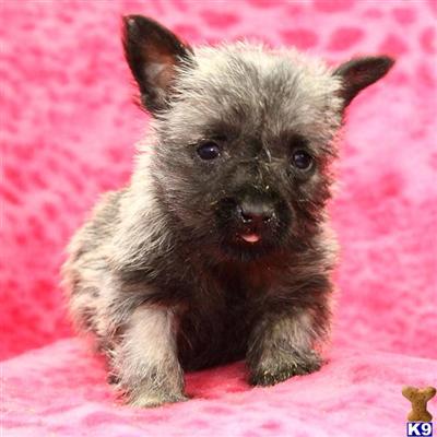 Cairn Terrier Puppies for Sale