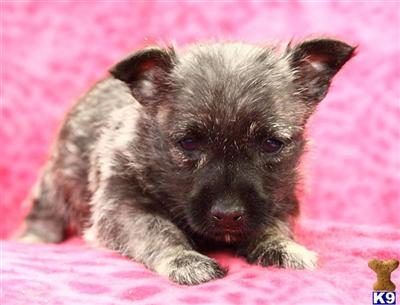 Cairn Terrier Puppies for Sale