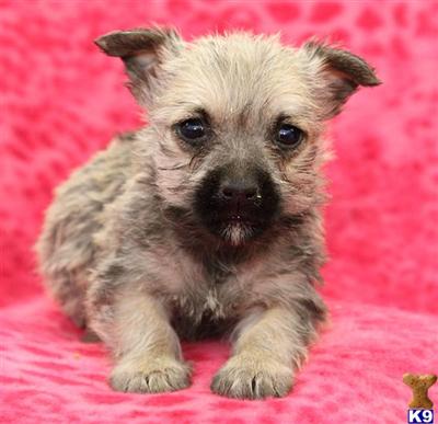 Cairn Terrier Puppies for Sale