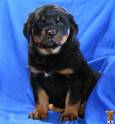 Rottweiler Puppies for Sale