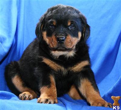 Rottweiler Puppies for Sale