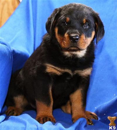 Rottweiler Puppies for Sale