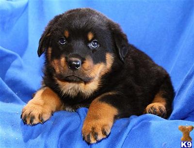 Rottweiler Puppies for Sale