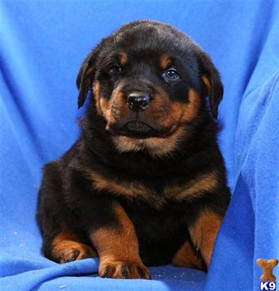 Rottweiler Puppies for Sale