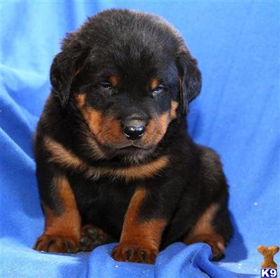 Rottweiler Puppies for Sale