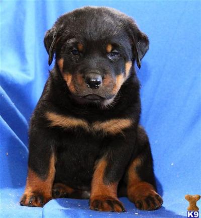 Rottweiler Puppies for Sale