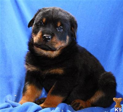Rottweiler Puppies for Sale