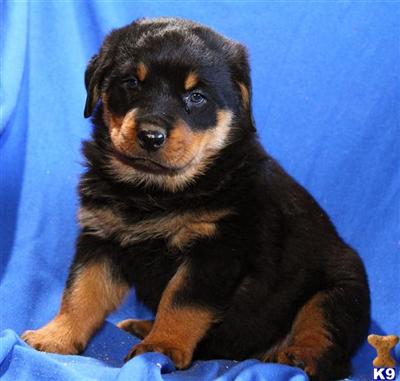 Rottweiler Puppies for Sale
