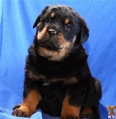Rottweiler Puppies for Sale