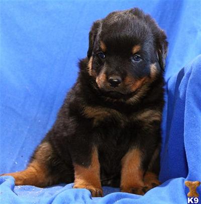 Rottweiler Puppies for Sale