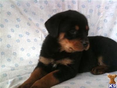 Rottweiler Puppies for Sale