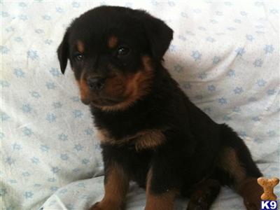 Rottweiler Puppies for Sale