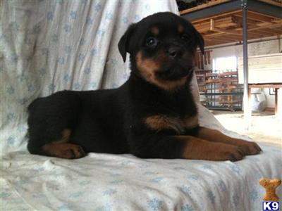 Rottweiler Puppies for Sale