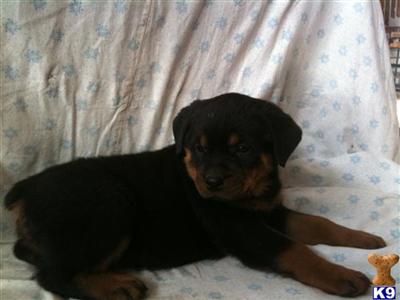 Rottweiler Puppies for Sale