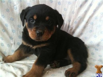 Rottweiler Puppies for Sale