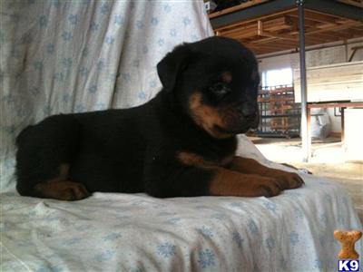 Rottweiler Puppies for Sale