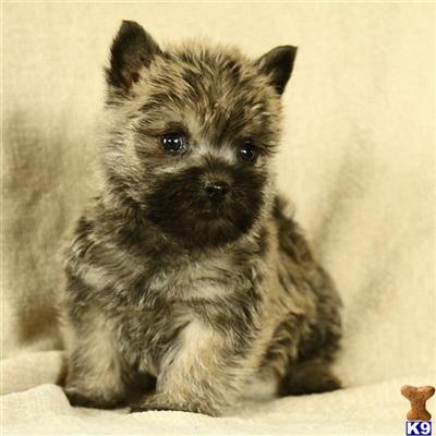 Cairn Terrier Puppies for Sale