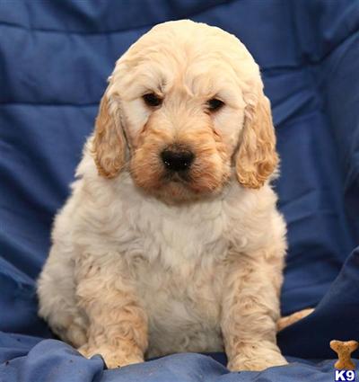 Goldendoodles Puppies for Sale