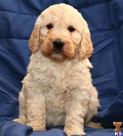 Goldendoodles Puppies for Sale