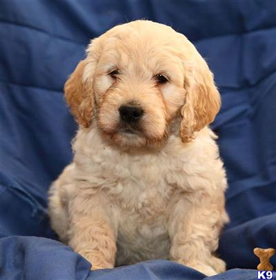 Goldendoodles Puppies for Sale