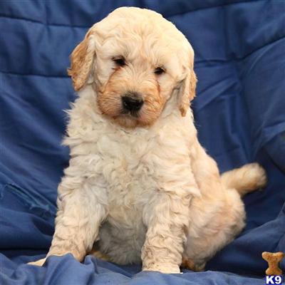 Goldendoodles Puppies for Sale