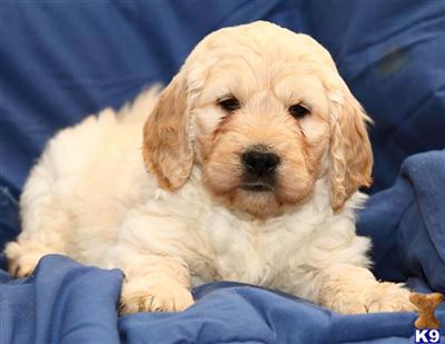 Goldendoodles Puppies for Sale
