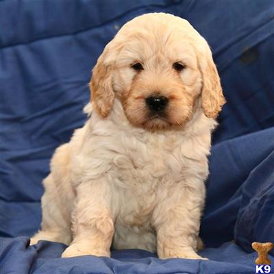 Goldendoodles Puppies for Sale