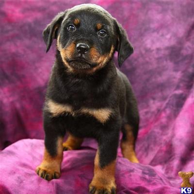 Rottweiler Puppies for Sale