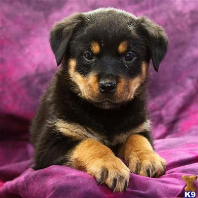 Rottweiler Puppies for Sale