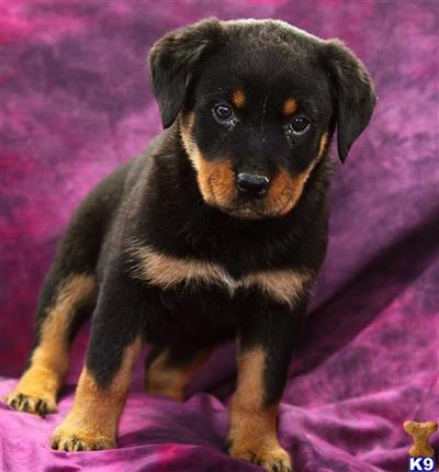 Rottweiler Puppies for Sale