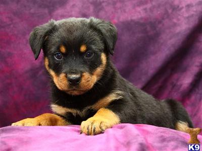 Rottweiler Puppies for Sale
