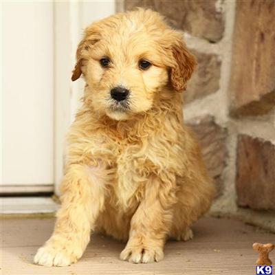 Goldendoodles Puppies for Sale