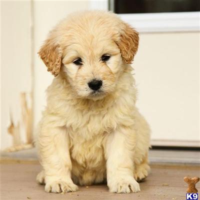 Goldendoodles Puppies for Sale