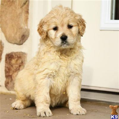 Goldendoodles Puppies for Sale