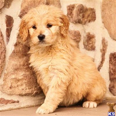 Goldendoodles Puppies for Sale