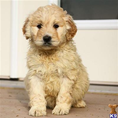 Goldendoodles Puppies for Sale
