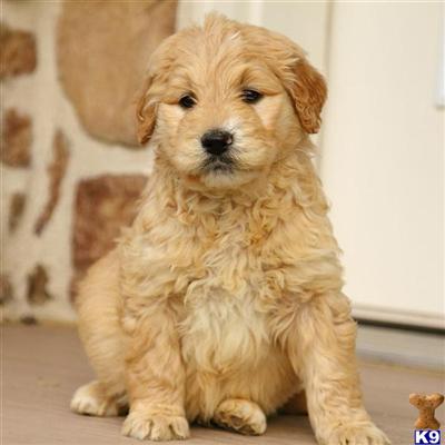 Goldendoodles Puppies for Sale