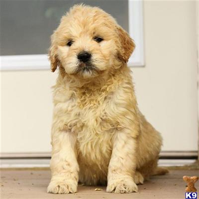 Goldendoodles Puppies for Sale